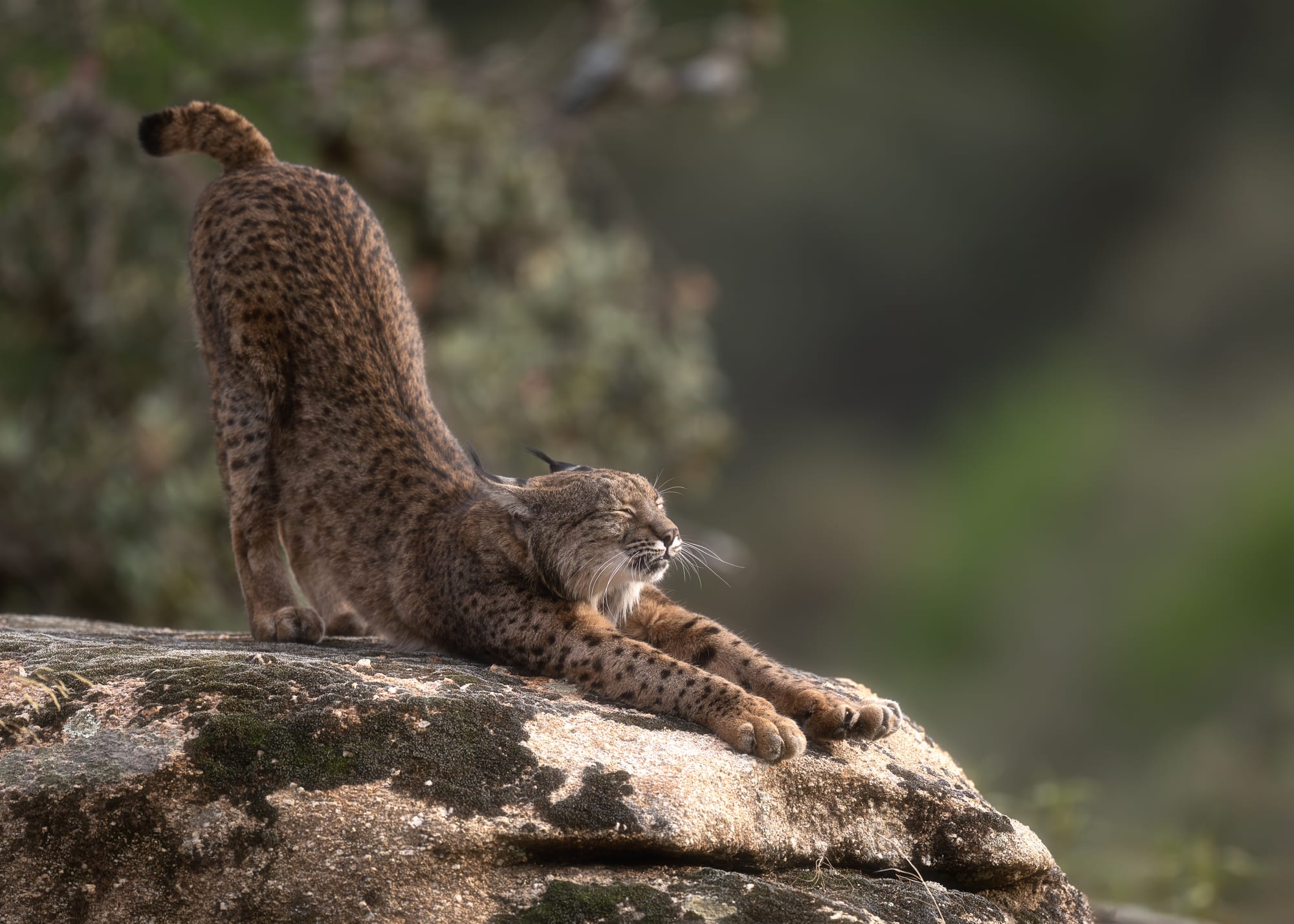 Iberian Lynx