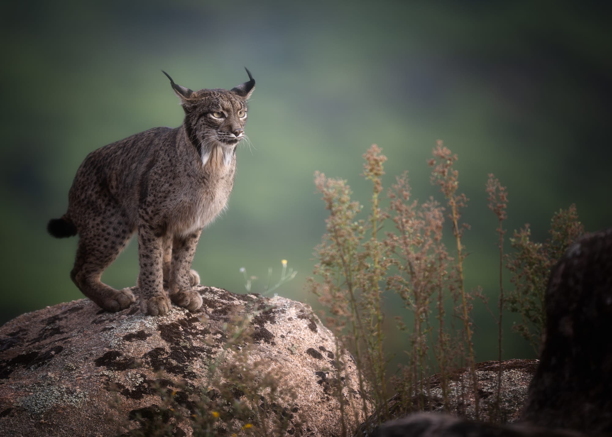 Iberian Lynx