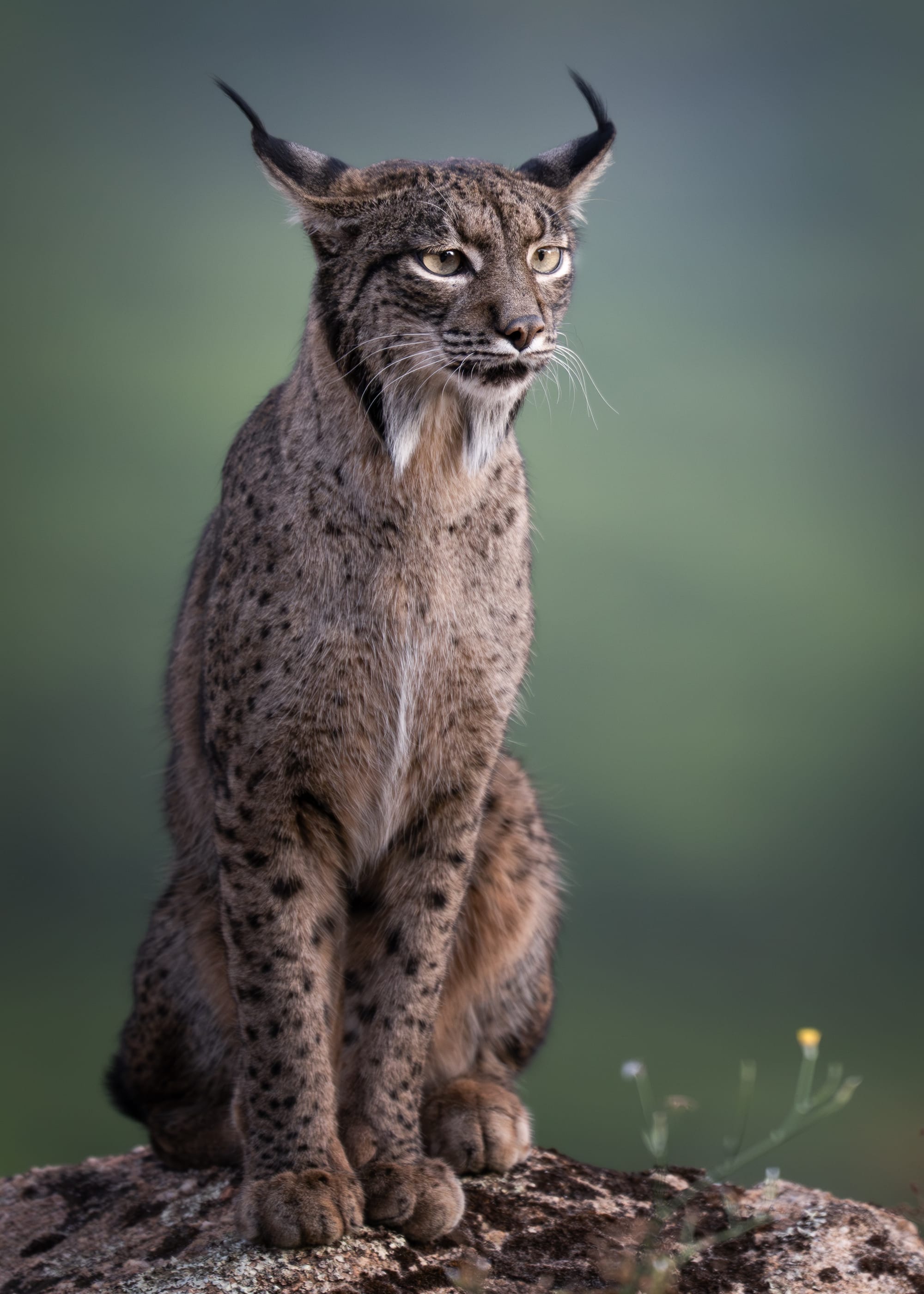 Iberian Lynx