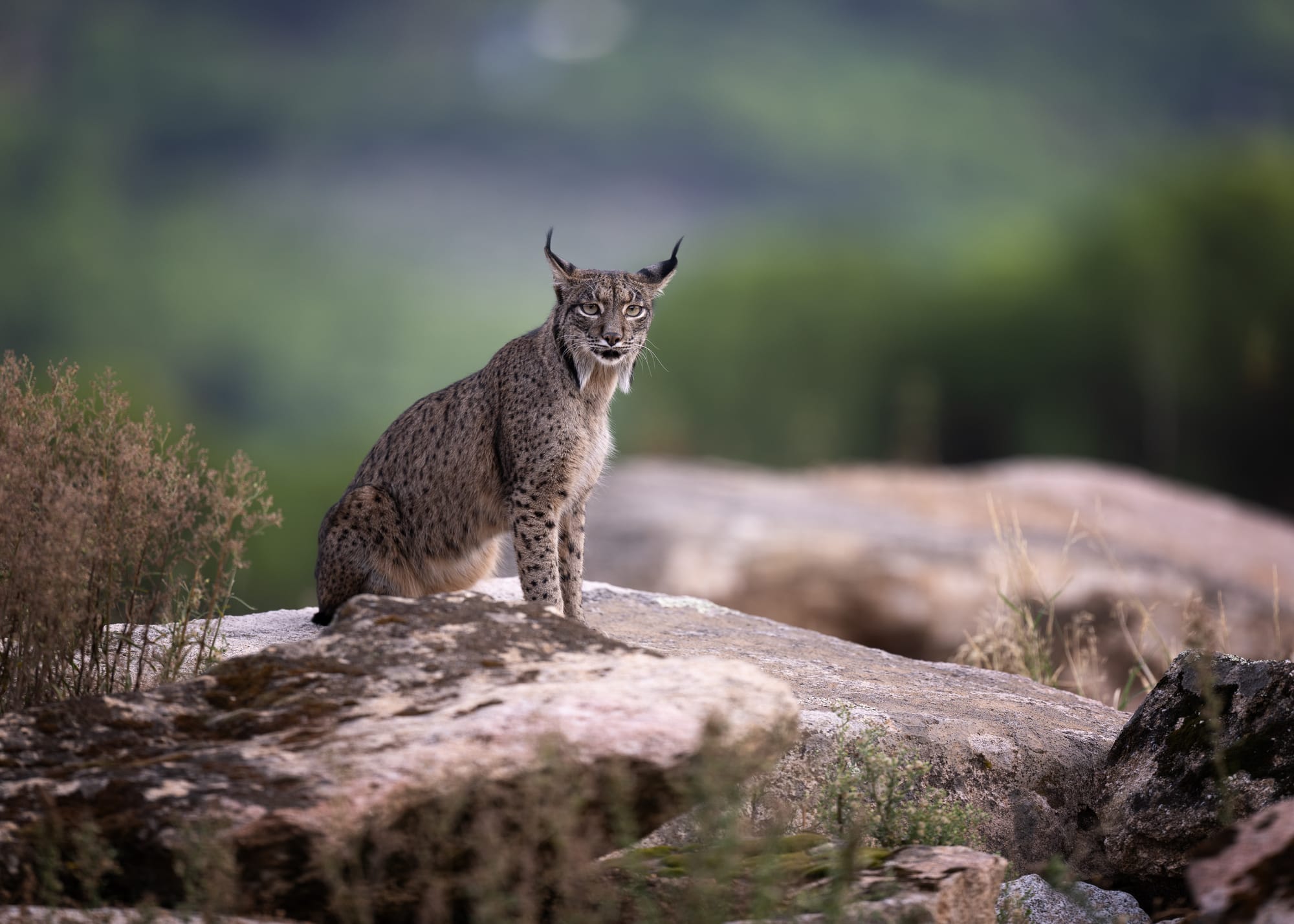 Iberian Lynx