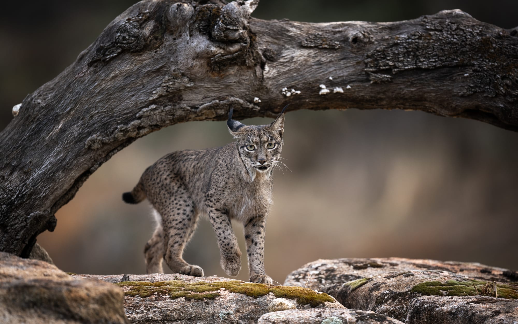 Iberian Lynx