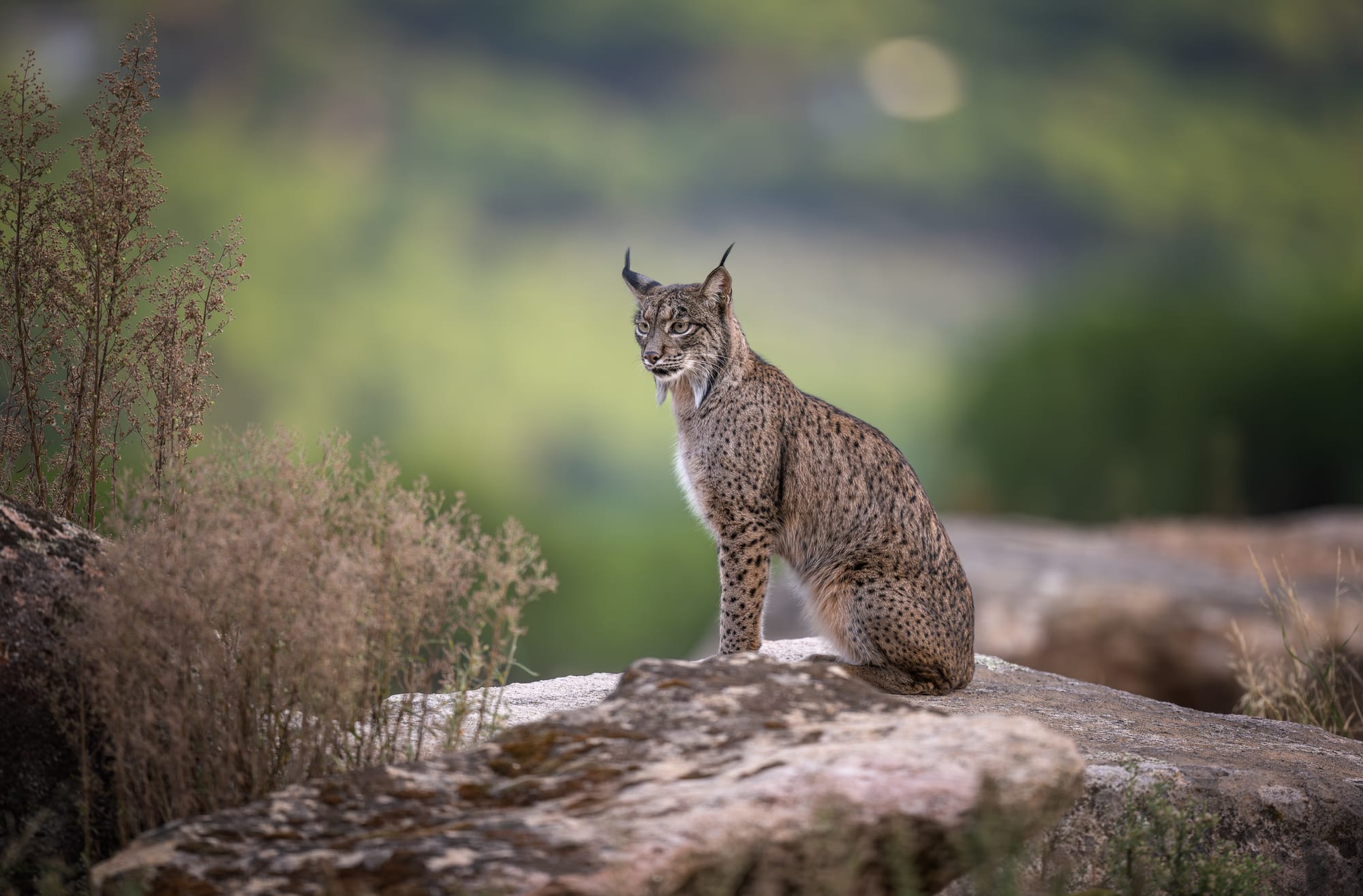Iberian Lynx