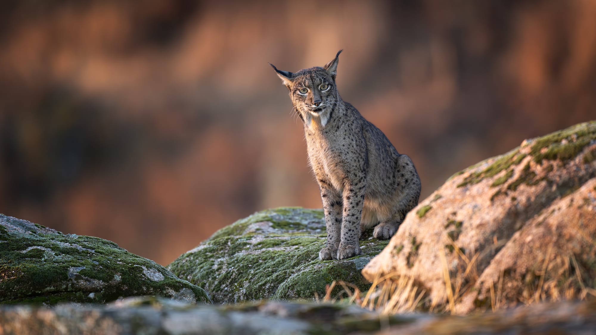 Iberian Lynx
