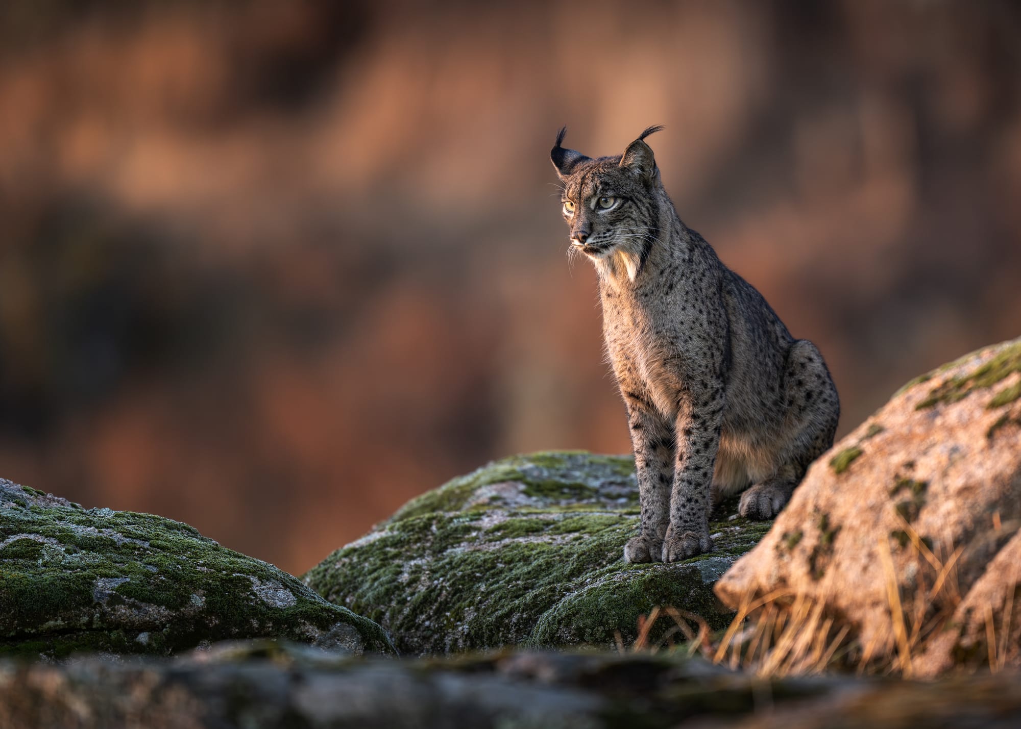 Iberian Lynx
