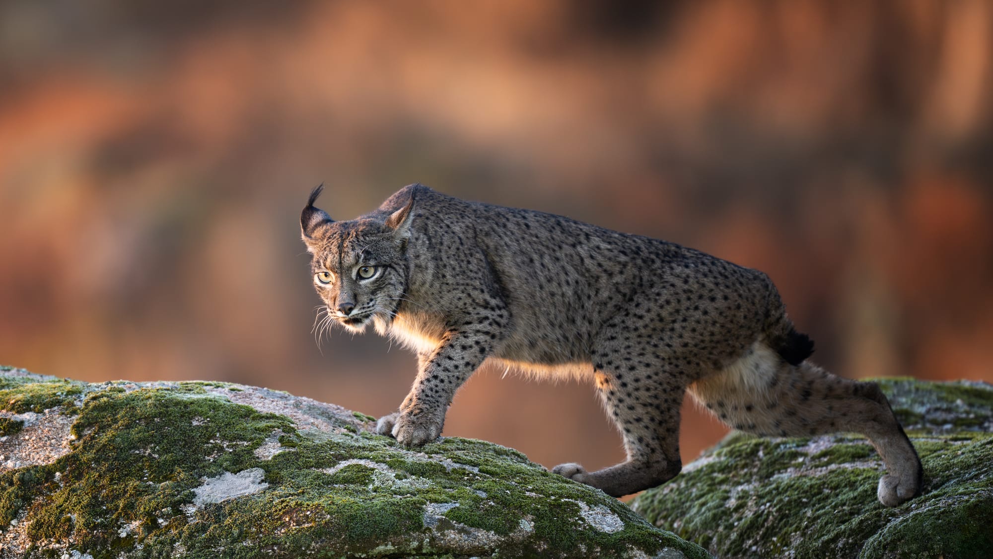 Iberian Lynx
