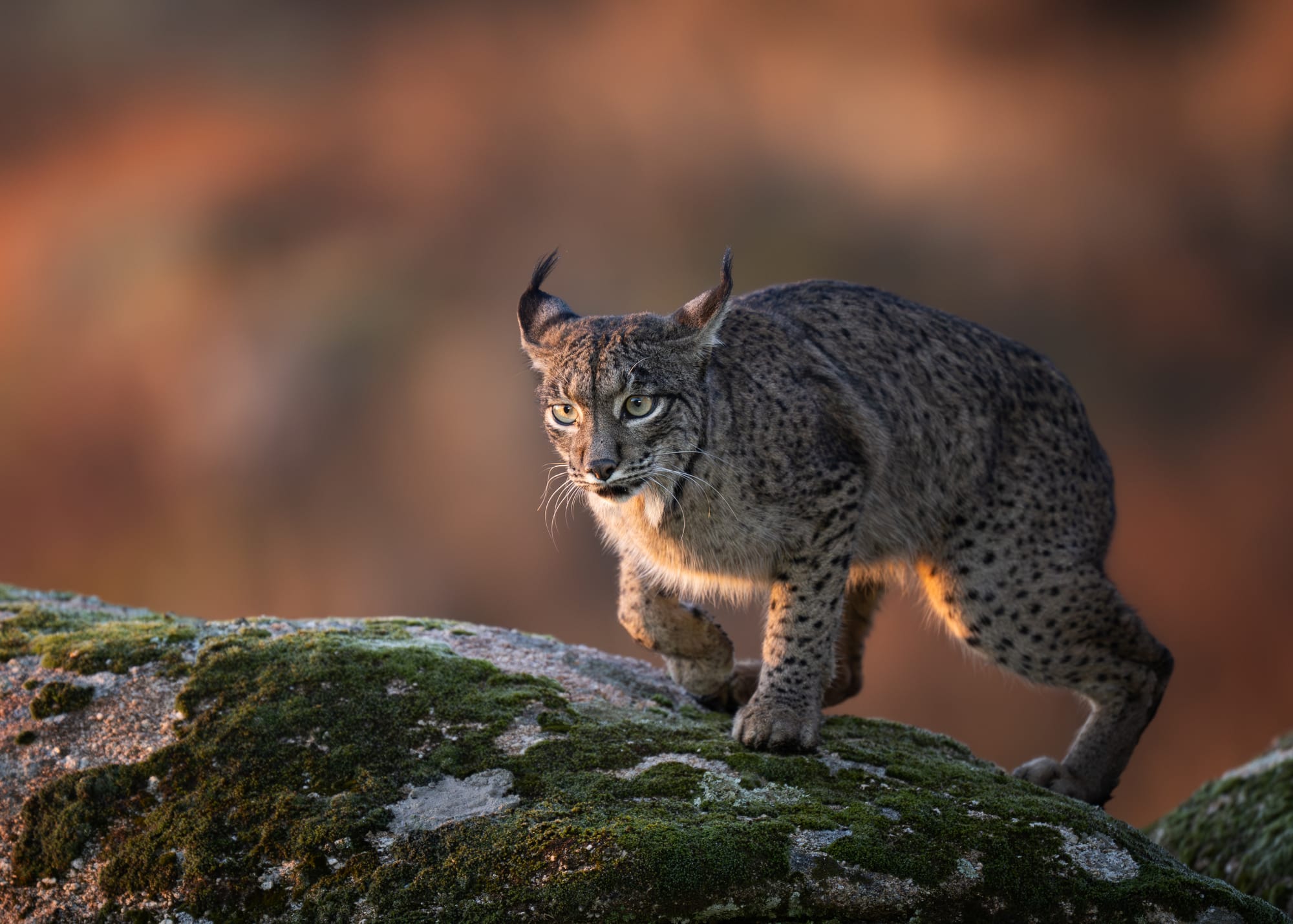 Iberian Lynx