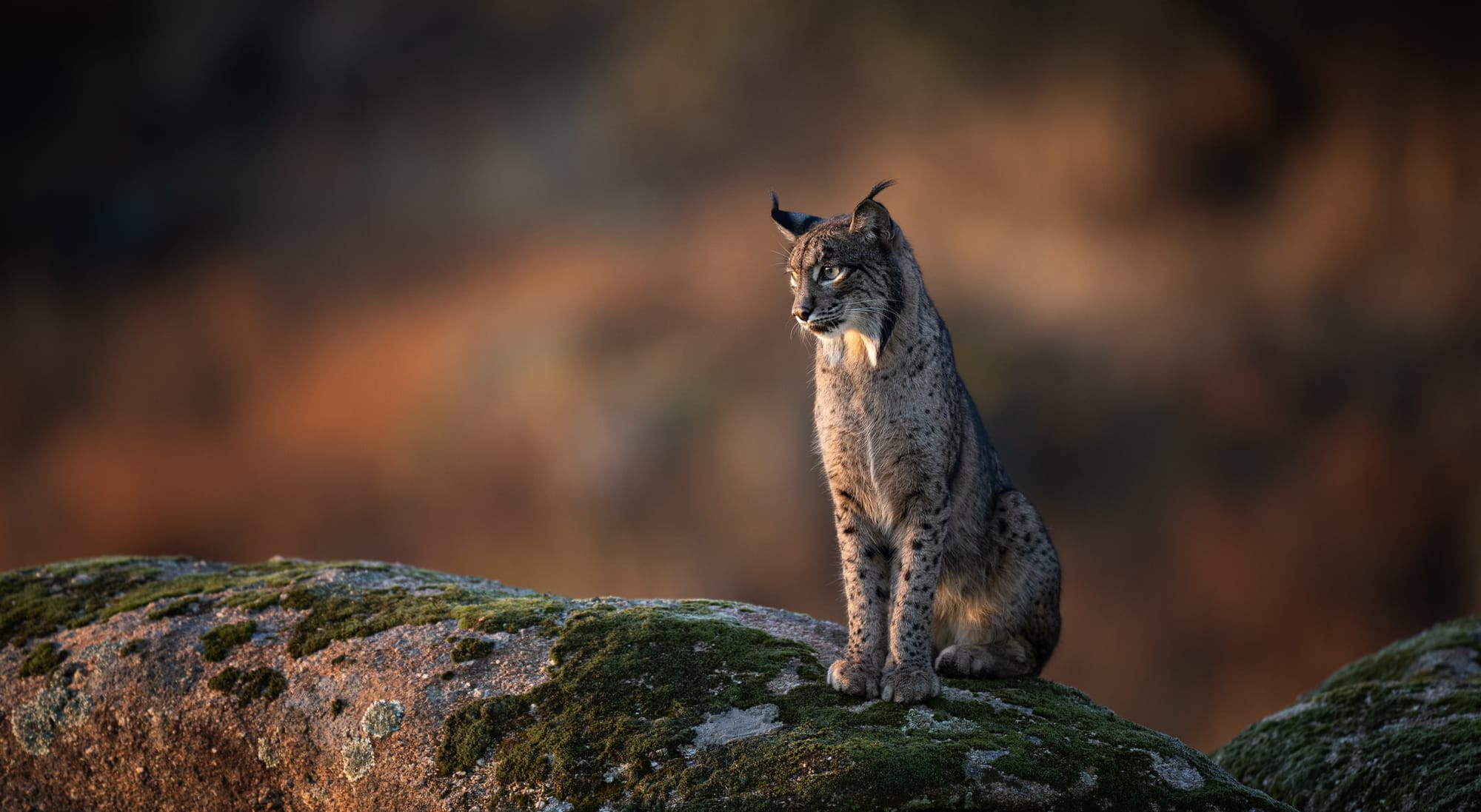 Iberian Lynx