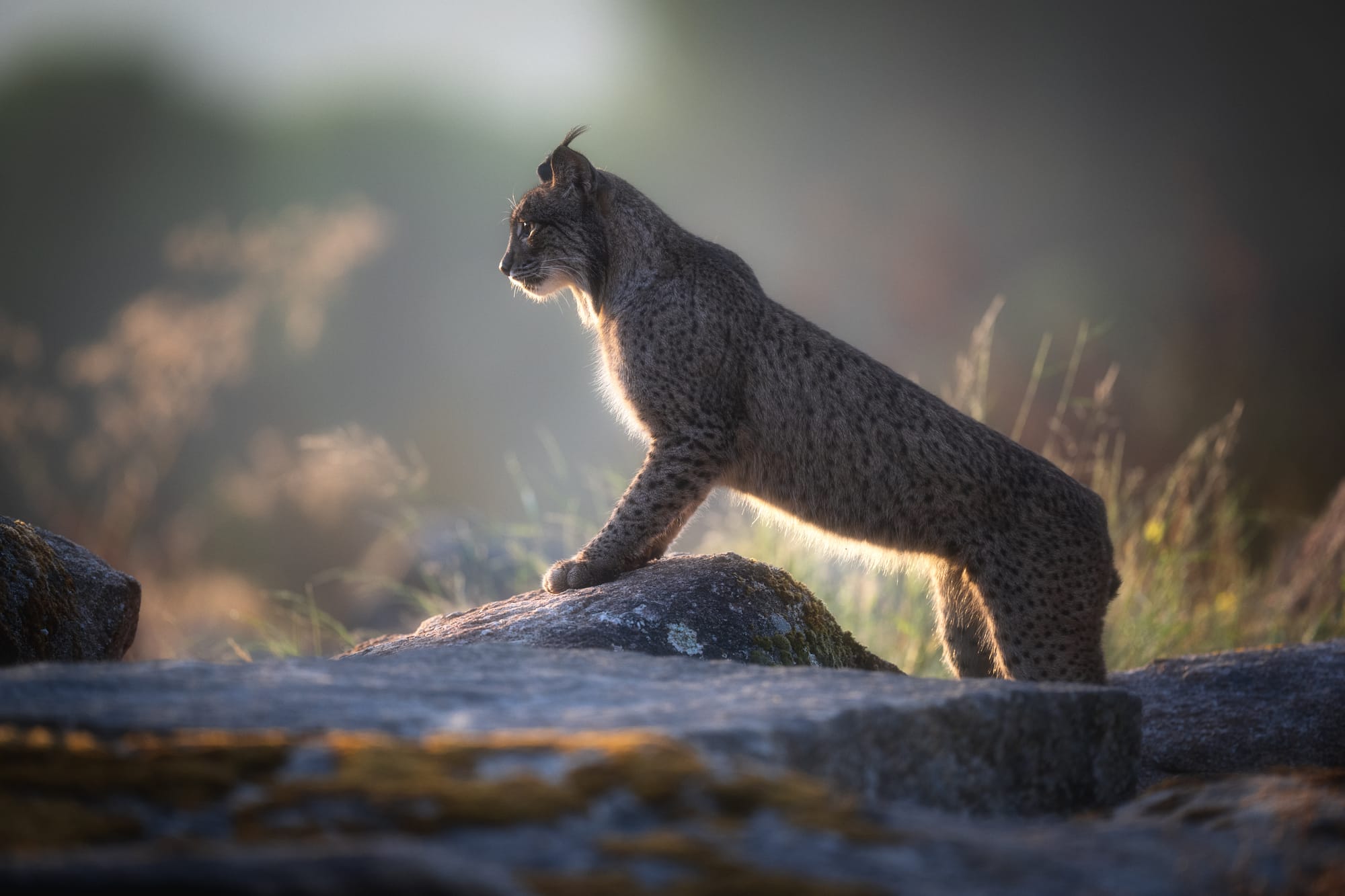Iberian Lynx