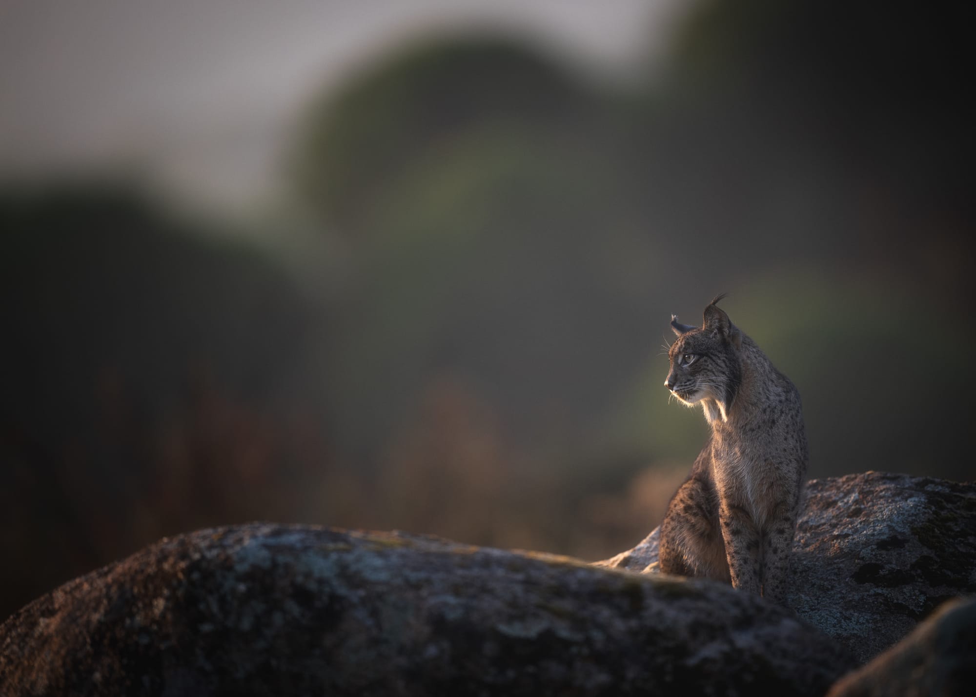 Iberian Lynx