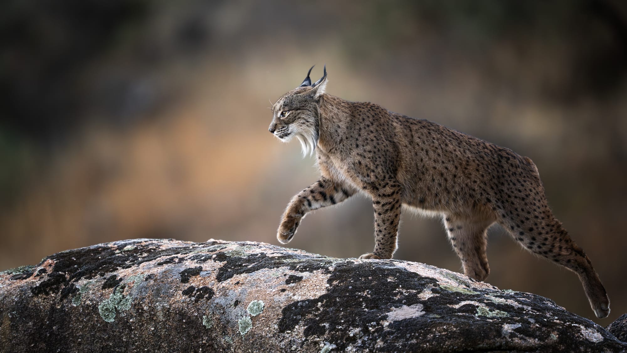 Iberian Lynx