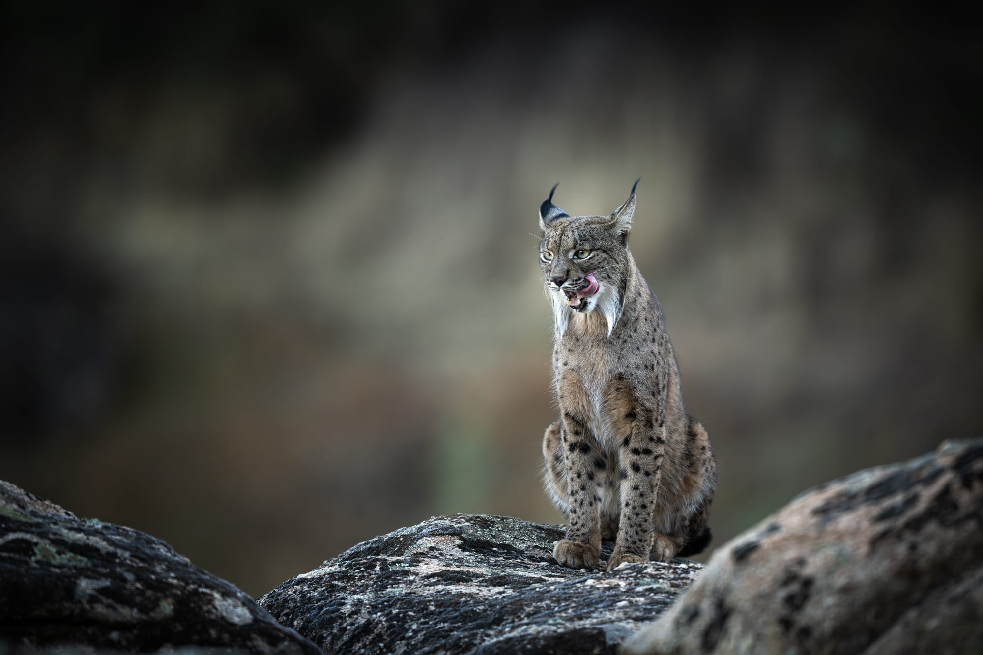 Iberian Lynx