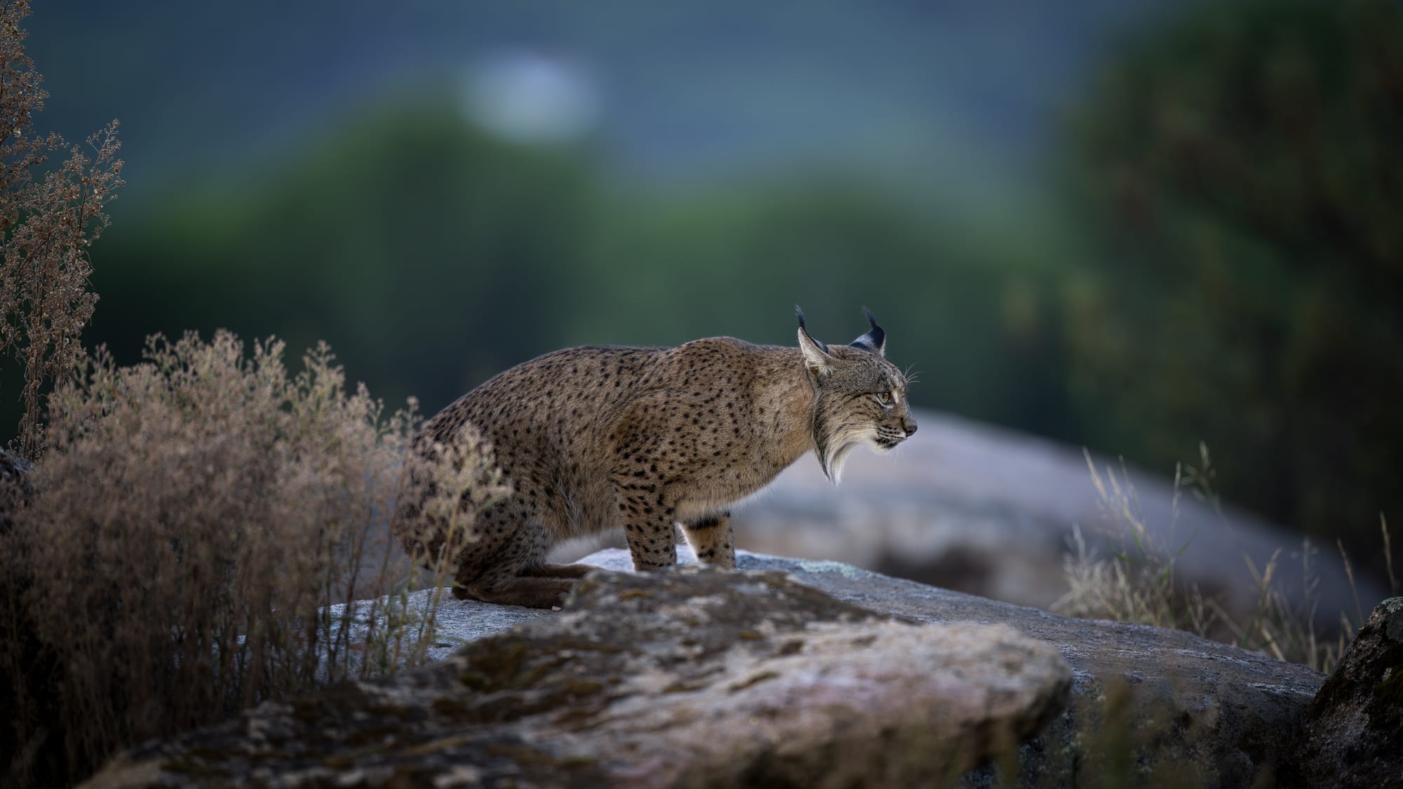 Iberian Lynx