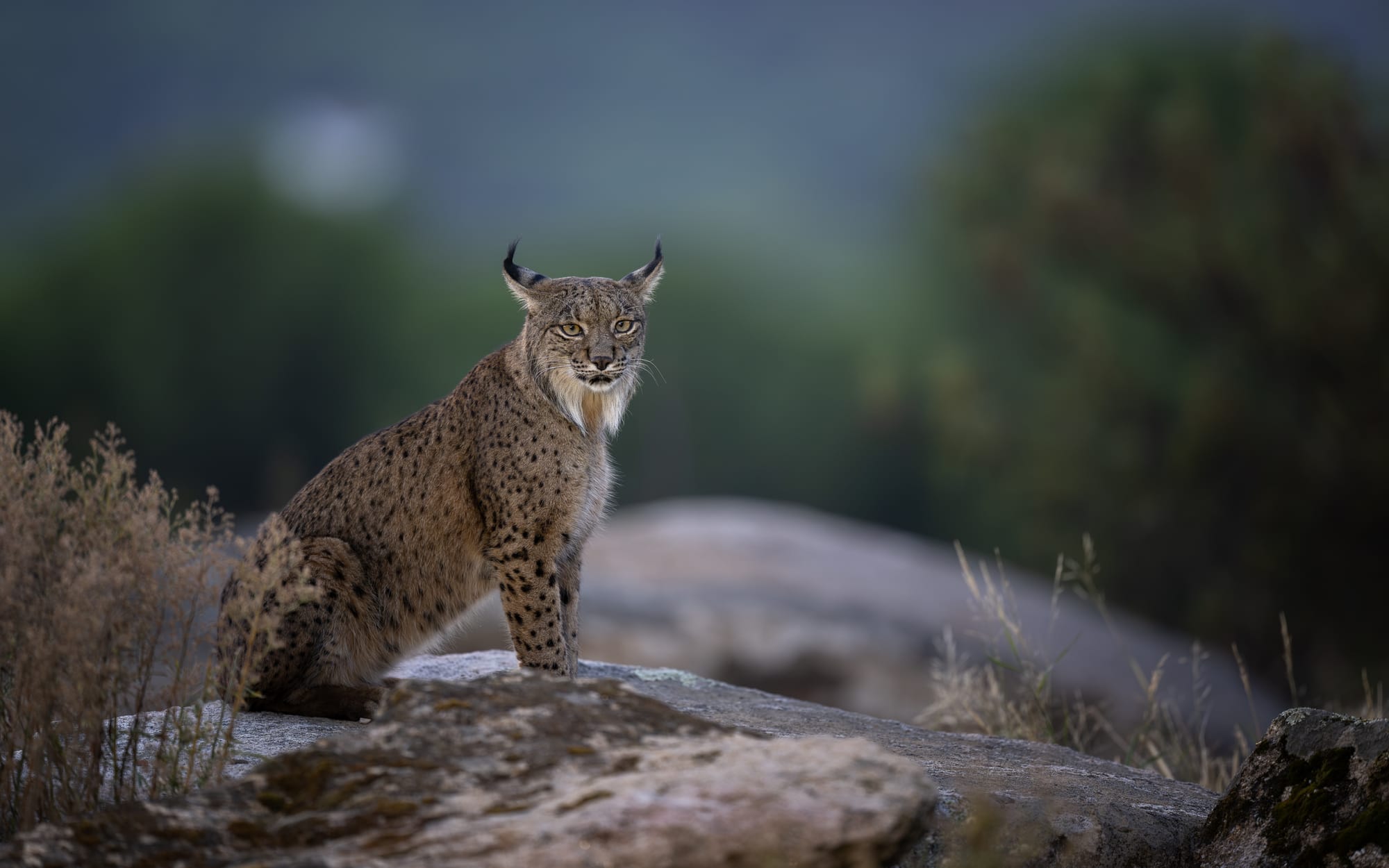 Iberian Lynx