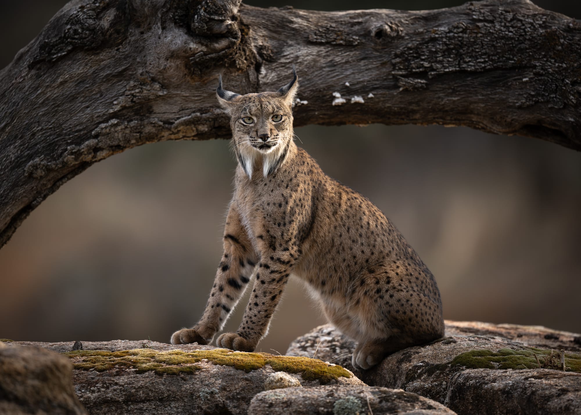 Iberian Lynx