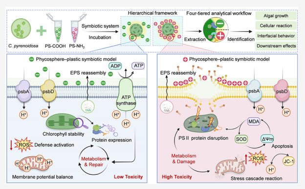 Electrostatic Adsorption-Driven Reorganization of Phycosphere Eco-Corona as a Toxicity Mechanism of Cationic Nanoplastics