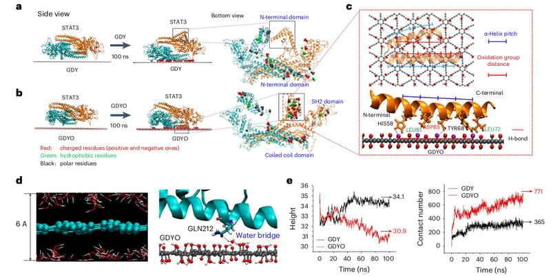 Analysis of nanomaterial biocoronas in biological and environmental surroundings