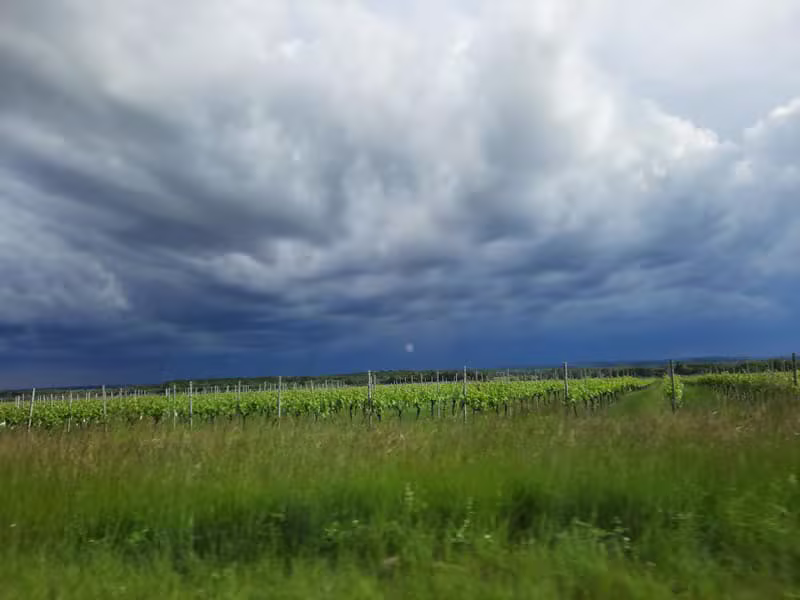 Les vignes de la région