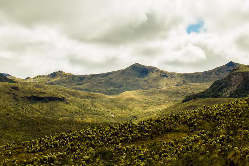 Paisaje de páramo andino con frailejones