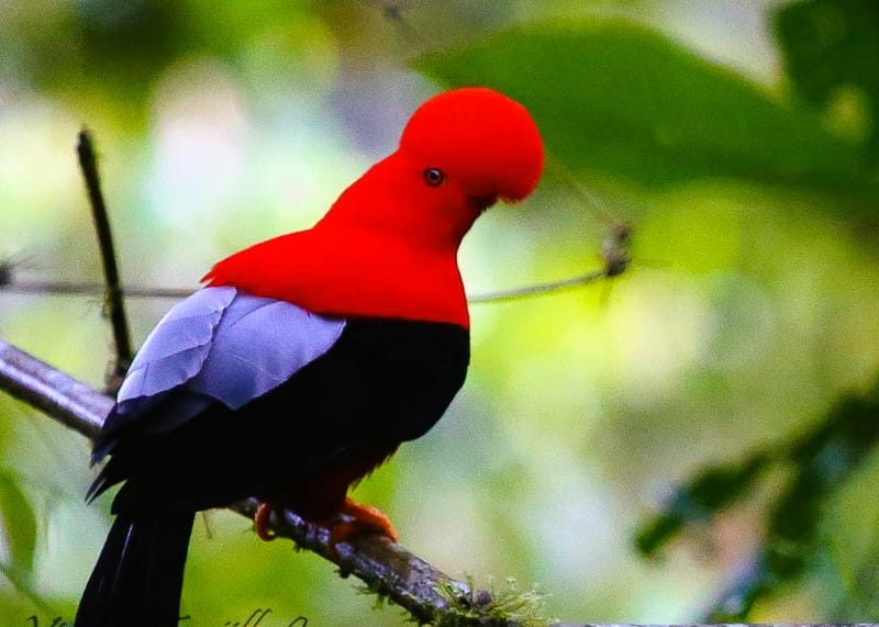 Gallito de la peña (Rupicola peruvianus)