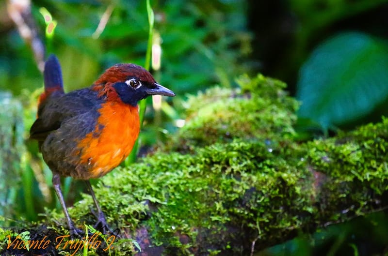 Fornicario pechirufo (Fornicarius rufipectus)