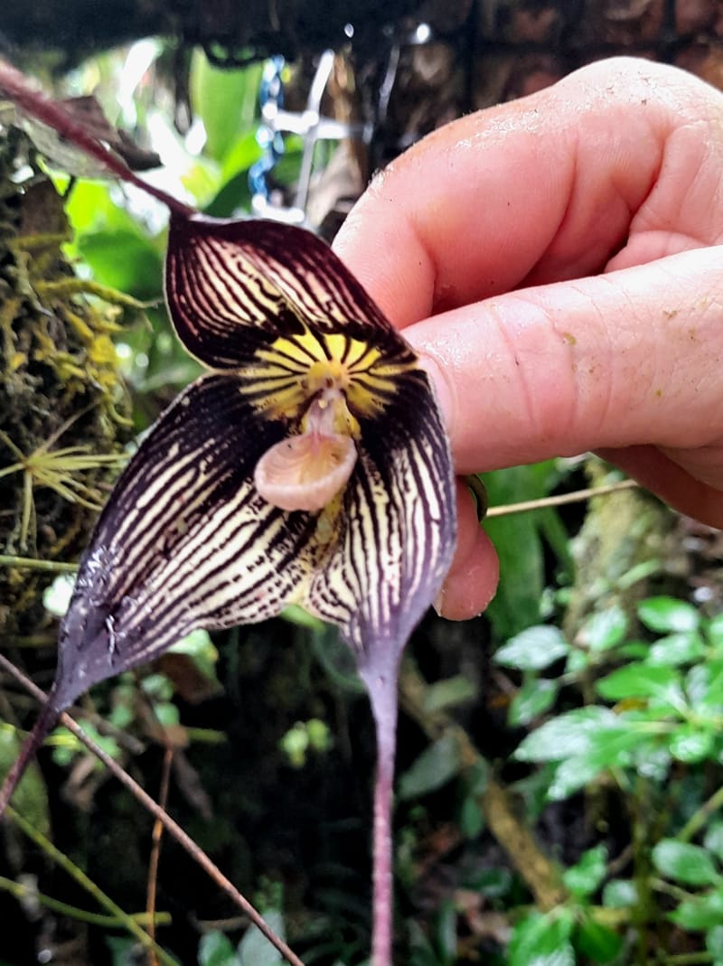 Orquídea/ Drácula vampira (Luer) 