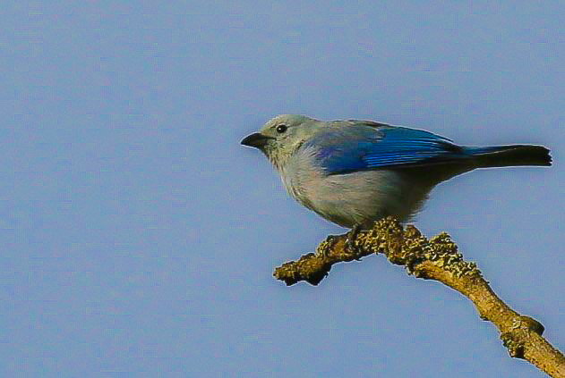 Tangara Azuleja (Thraupis episcopus)