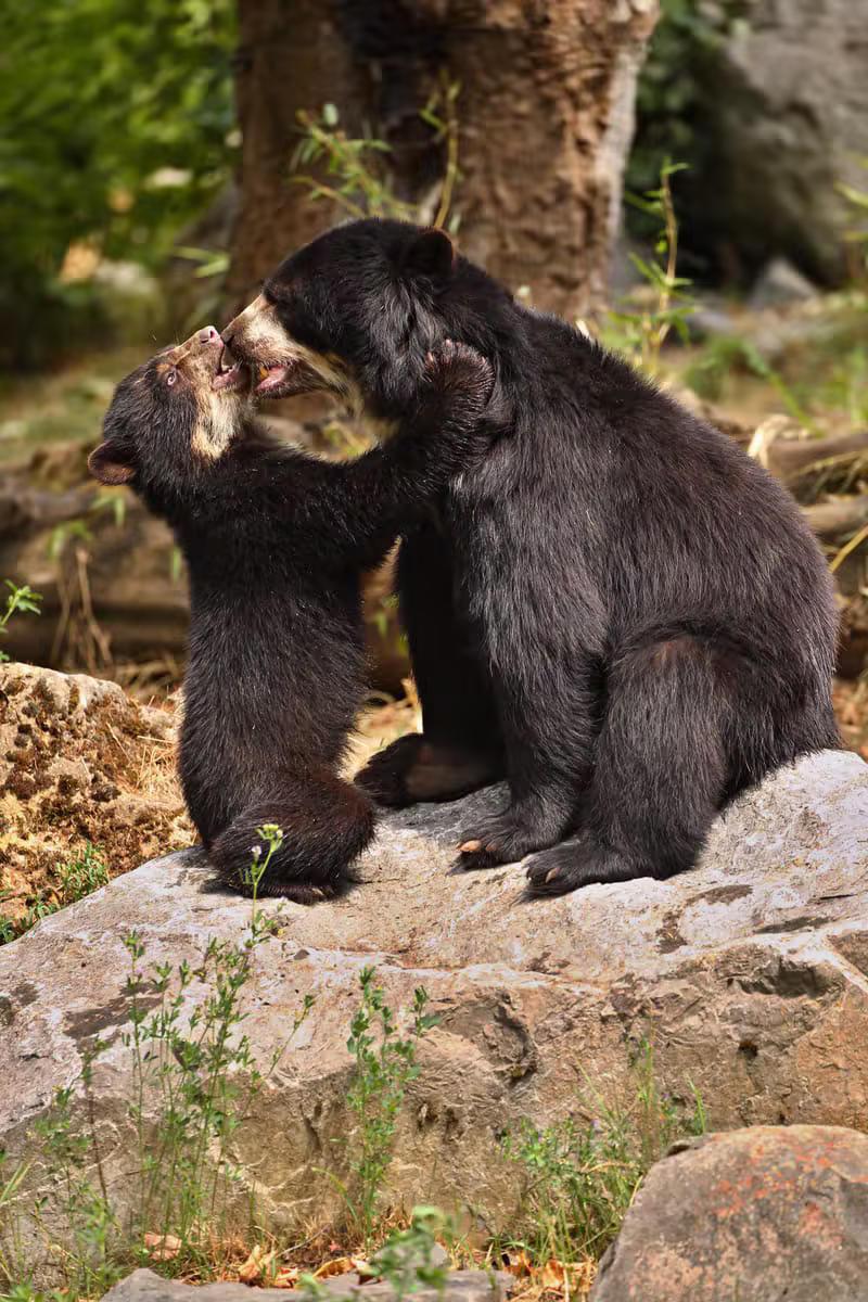 Oso de Anteojos