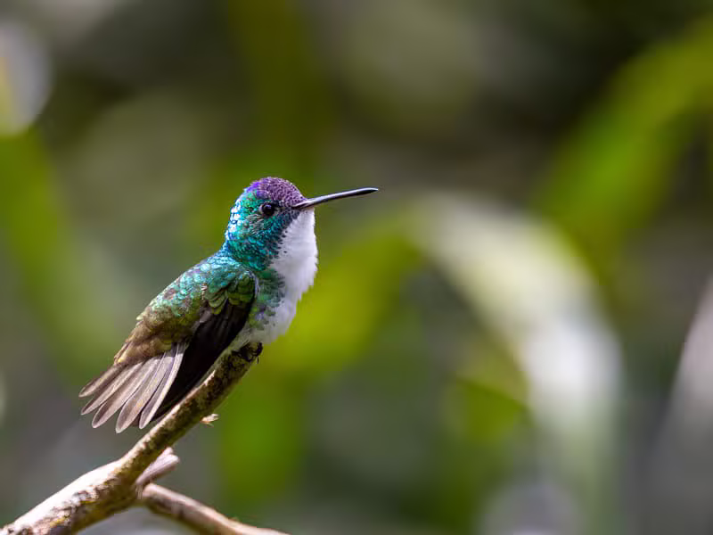 Suscripción anual Colibrí