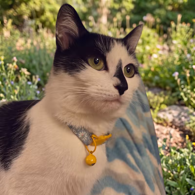 Knox: Our shy rescue