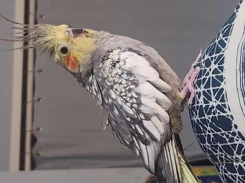 Sunny Bird