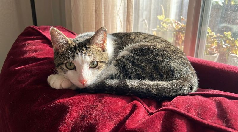 Dewey: Our little "tornado"