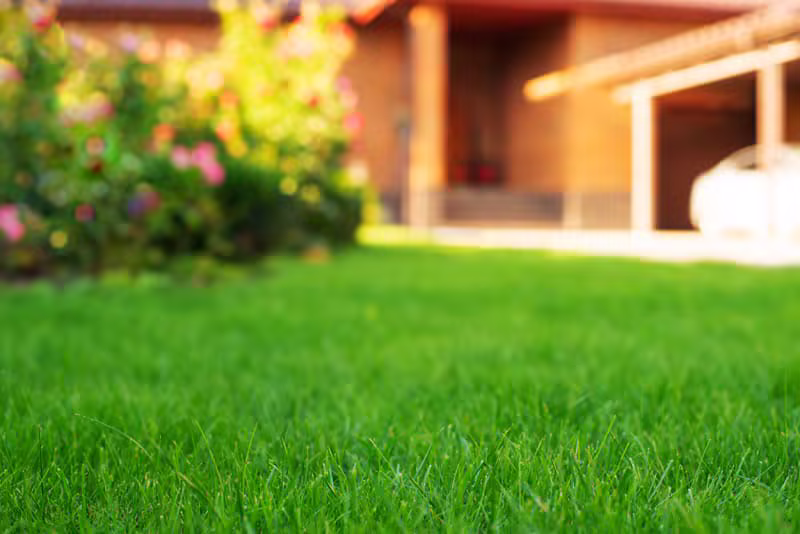 Beautifully maintained green lawn in the suburbs