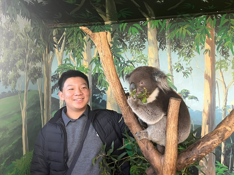 Thumbnail for Koalas
