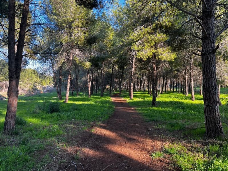 קוד השופט