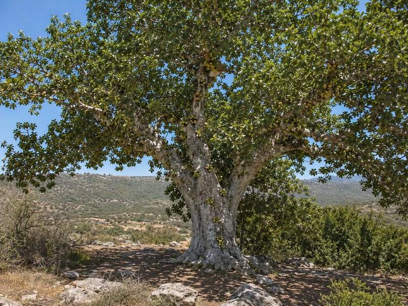 בין בירת הנצח לבירת חיי הלילה, פועמת הריאה הירוקה של גוש דן. בשבילי היער ופינות הפיקניק המוצלות רקום  סיפור החידה שלנו.