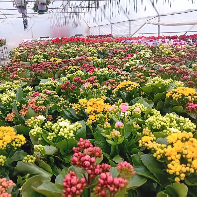 Kalanchoe Mix Culori (Sera)