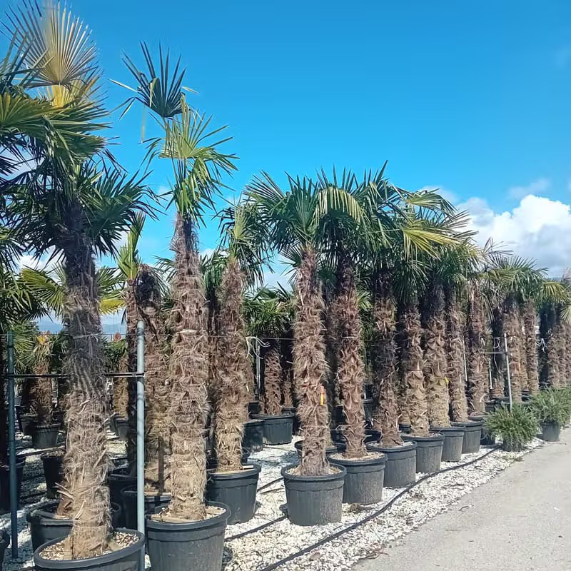 Palmier Trachycarpus