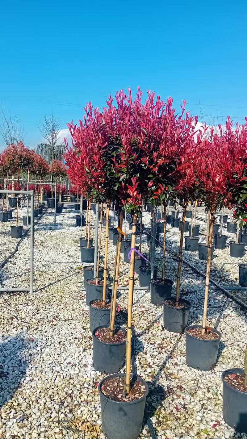 Photinia Red Robin