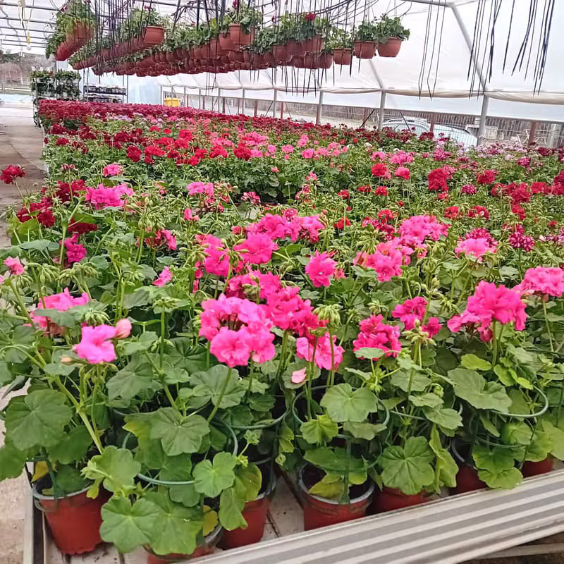 Import Plante Italia