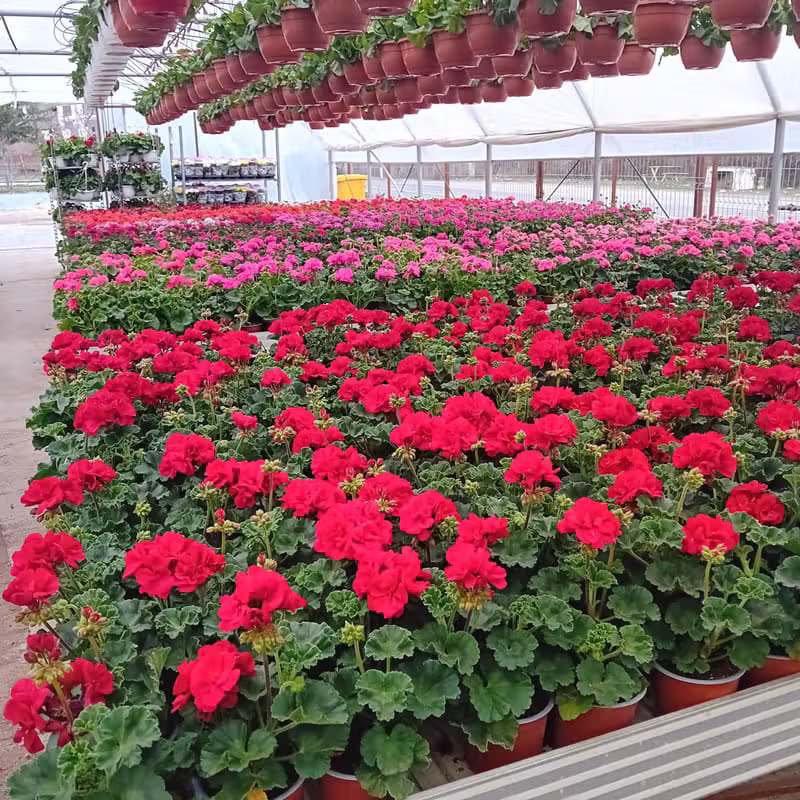 Piatră Naturală Trepte