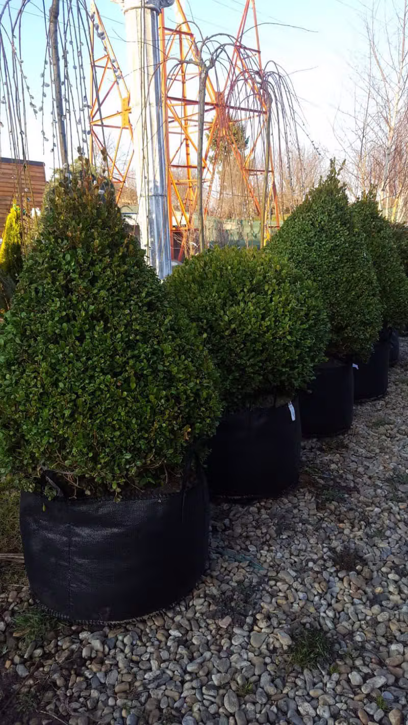 BUXUS PIRAMIDAL 