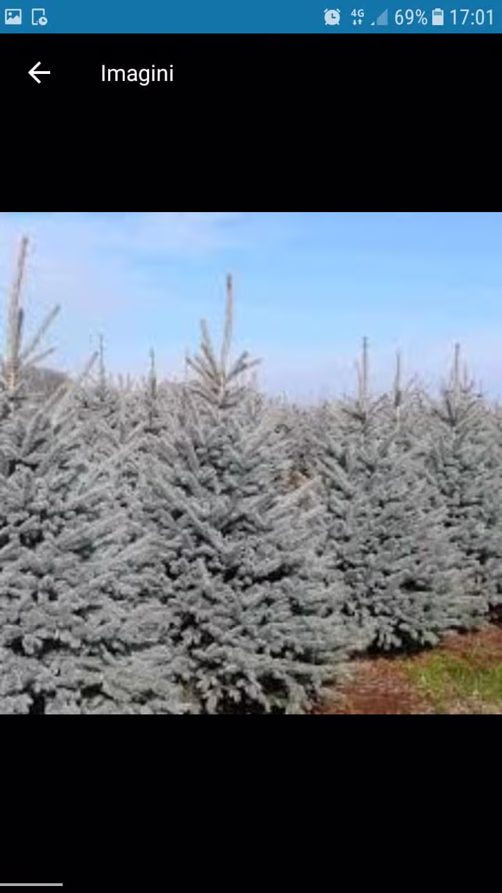 Brad Argintiu (Picea pungens)