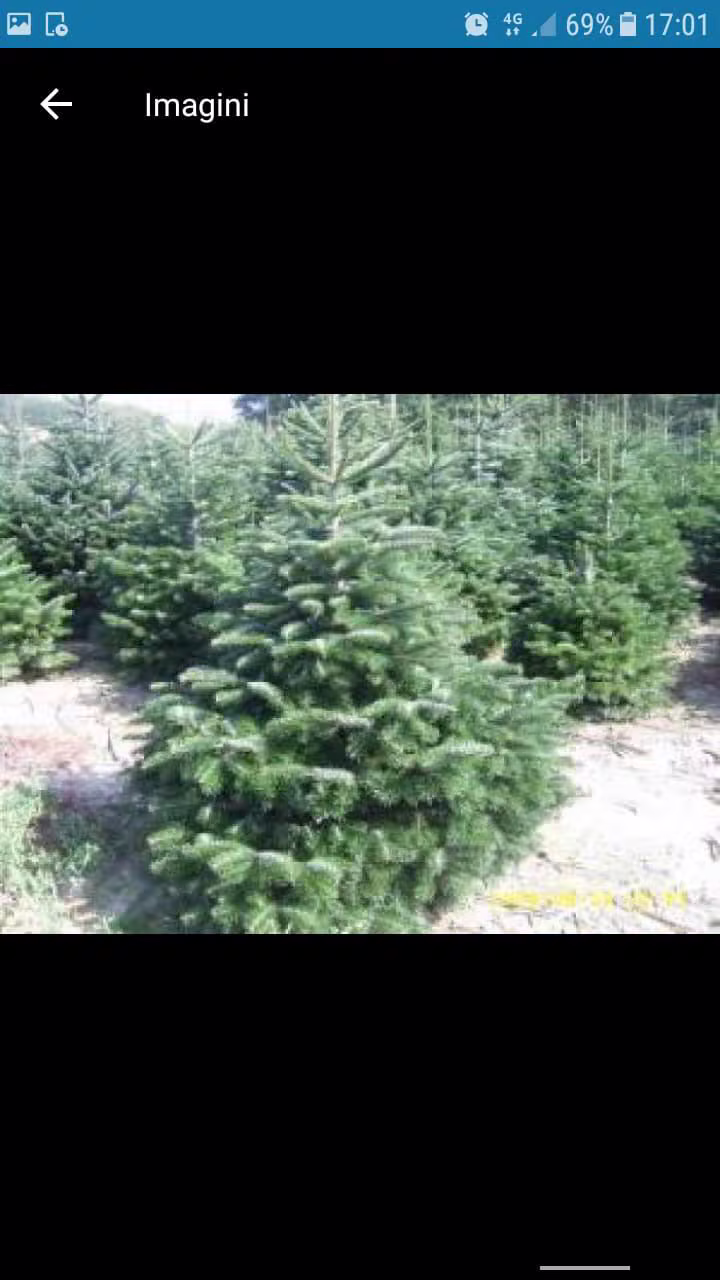 Brad Caucazian (Abies nordmanniana)
