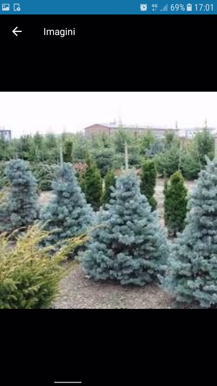 Brad Argintiu (Picea pungens) - fotografie 2
