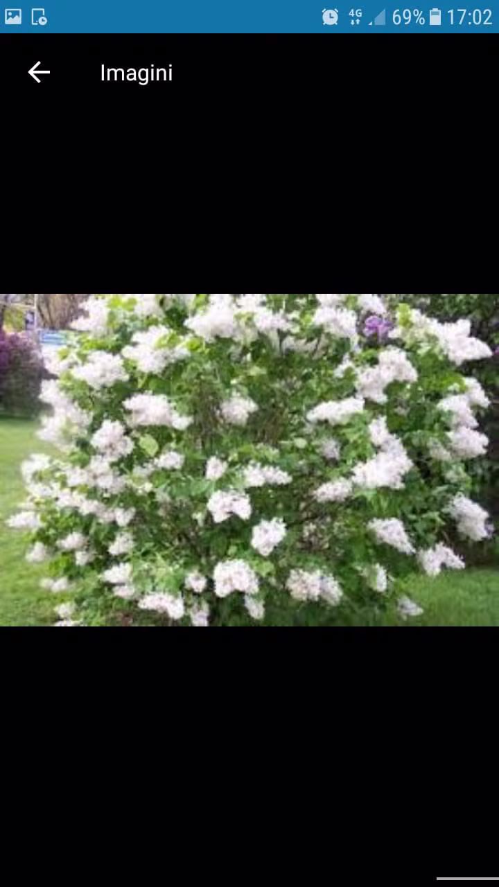 Liliac Alb (Syringa vulgaris)