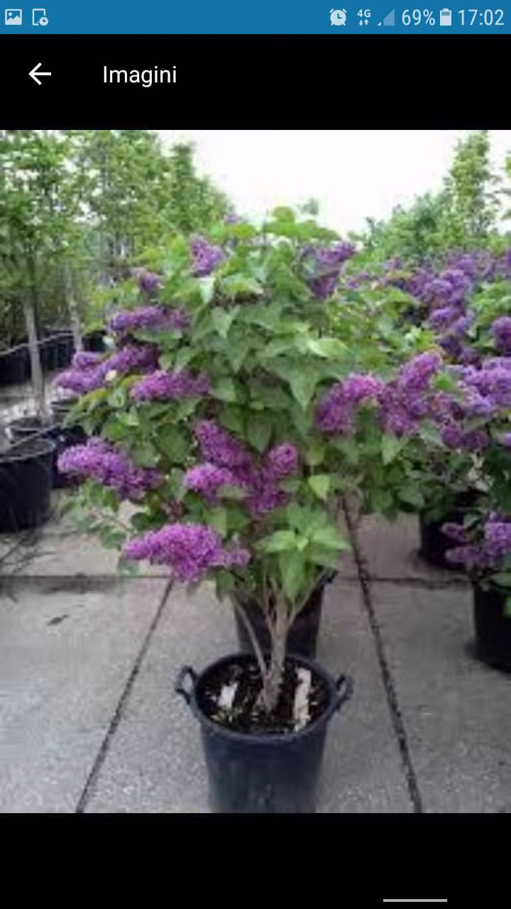 Liliac mov