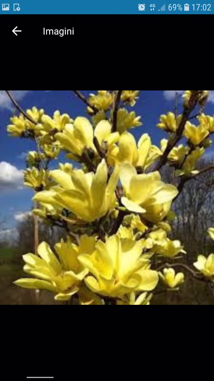 Magnolie galbenă