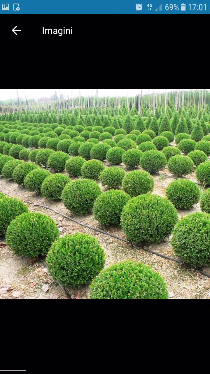Buxus sferic