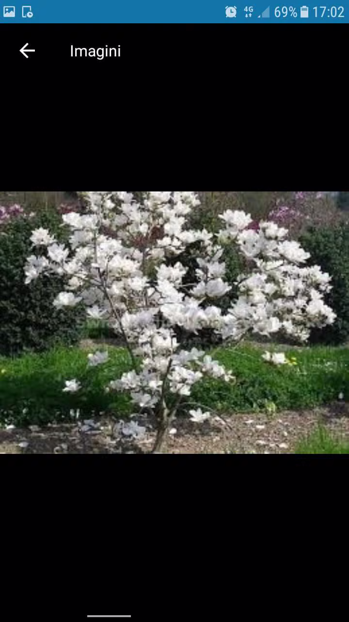 Magnolie albă