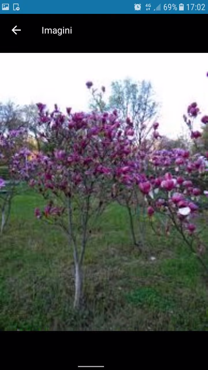Magnolie roz